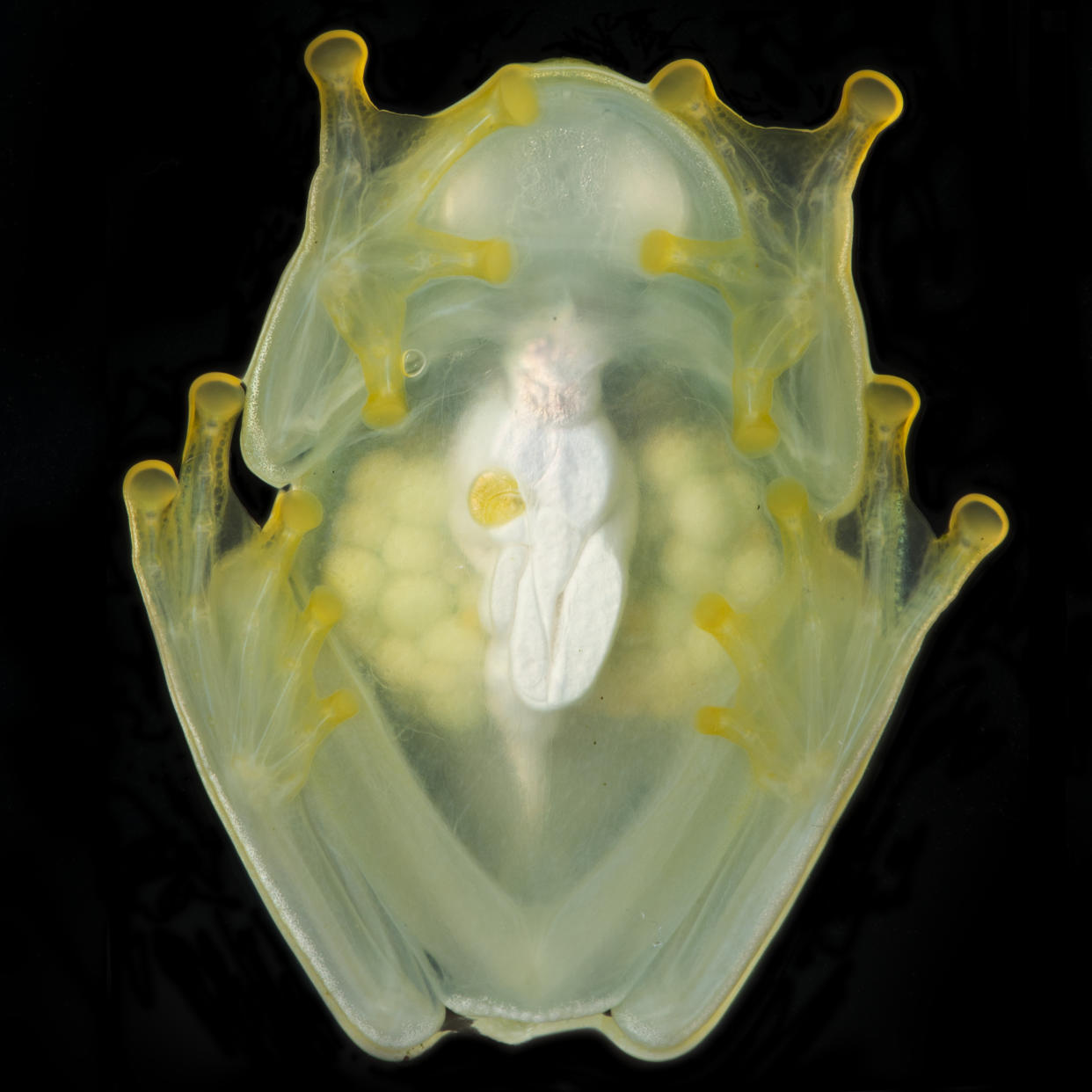 This photo provided by researchers in December 2022 shows a female glass frog with eggs in her transparent ovaries, photographed from below using a flash. Some frogs found in South and Central America have the rare ability to turn on and off their nearly transparent appearance, researchers report Thursday, Dec. 22, 2022, in the journal Science. (Jesse Delia/AMNH via AP)