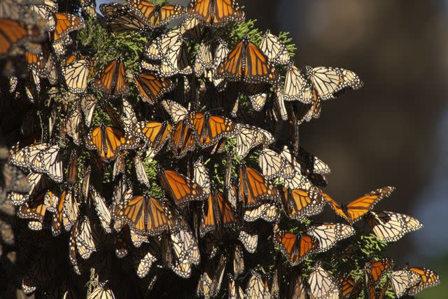 milehightraveler / Getty Images Migrating Monarch butterflies in Monterey Bay, California