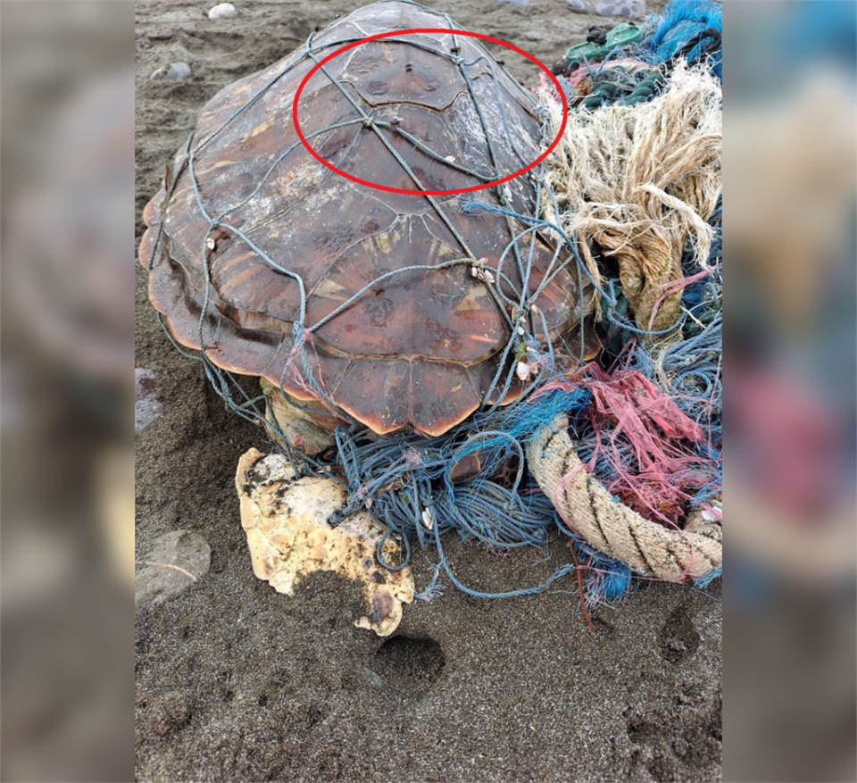 綠蠵龜被漁網所纏繞，死亡多時，且盾片有碎裂情形。（圖／第一二岸巡隊提供）