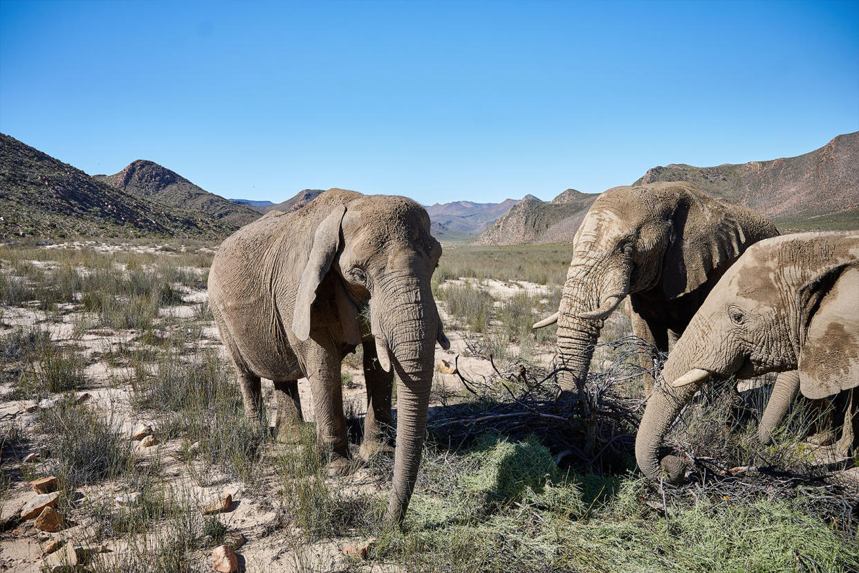 Elephants Getty Images/Brian Durkin/500px