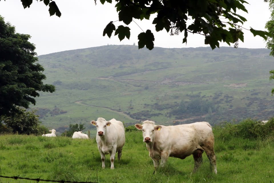 Cattle stand close to the border between Newry in Northern Ireland and Dundalk in The Republic of Ireland. (Paul Faith / AFP / Getty)