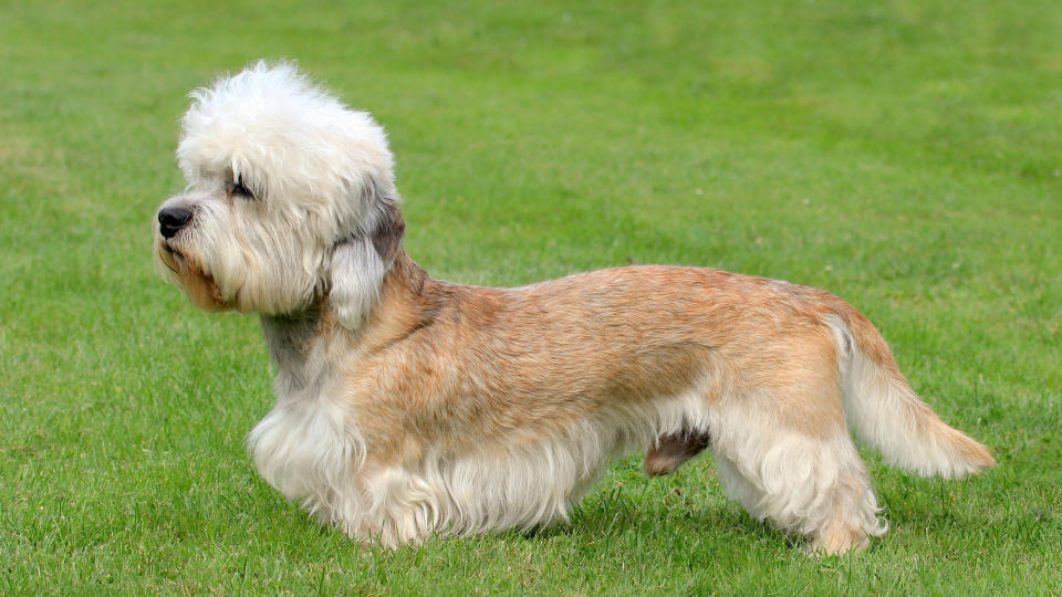 Dandie Dinmont terrier