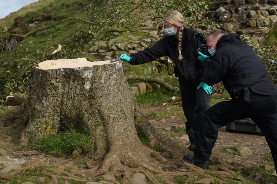 Forensic investigators from Northumbria Police examine the felled Sycamore Gap tree, on Hadrian's Wall in Northumberland. A 16-year-old boy has been arrested on suspicion of causing criminal damage in connection with the cutting down of one of the UK's most photographed trees. Picture date: Friday September 29, 2023.