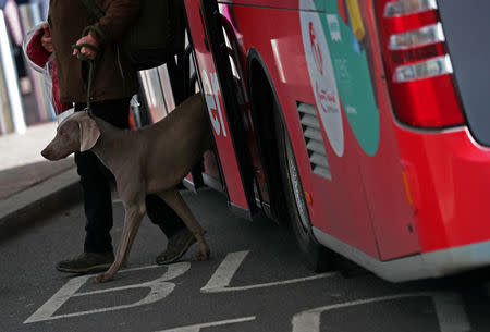 A Weimaraner arrives by bus for the first day of the Crufts Dog Show in Birmingham, Britain, March 7, 2019. REUTERS/Hannah McKay