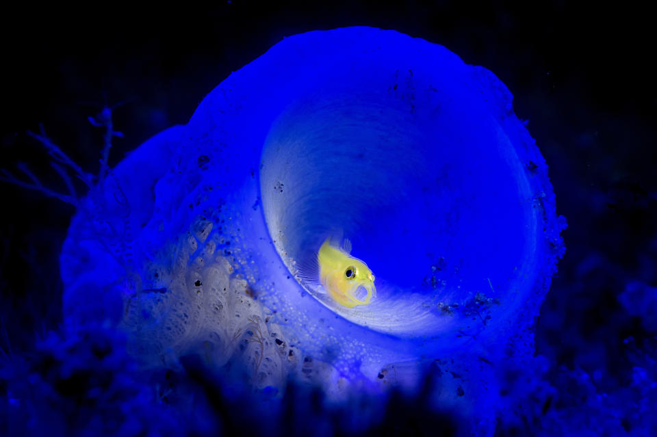 <p>Yellow goby. (Photo: Ace Wu/Caters News) </p>