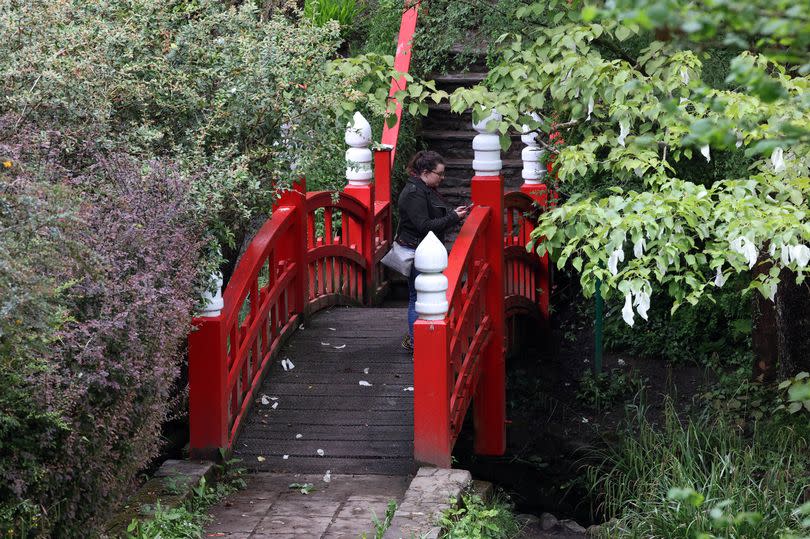 The beautiful Japanese Bridge is one of Clyne Garden's most popular features