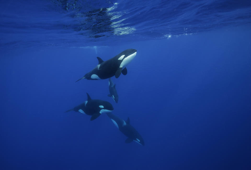 Orcas jagen eigentlich im Rudel (Symbolbild: Getty)