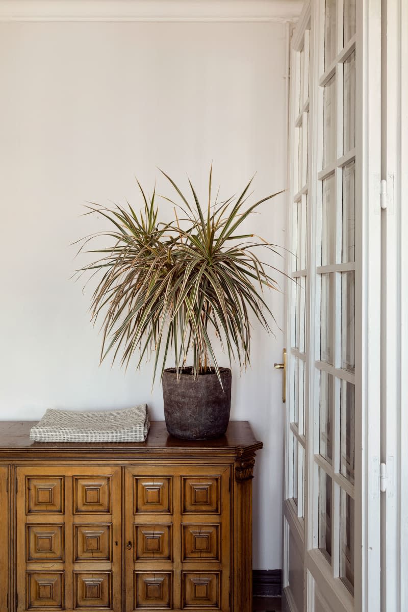 Potted plant tops wood cabinet in neutral toned living room.