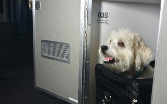 Passenger Kicked Off Flight for Refusing to Put Dog in Case