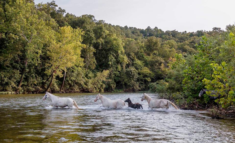 The Broadfoot herd crosses the Current River from their regular pasture at the Broadfoot Trailhead in 2019.