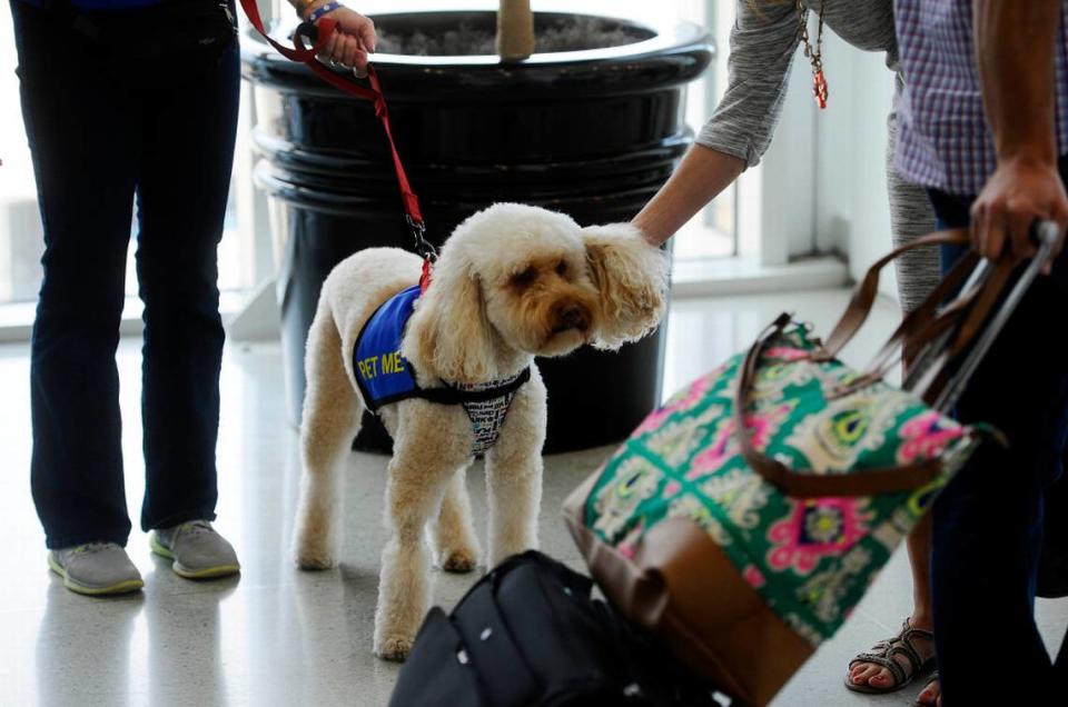 Dog preparing to fly