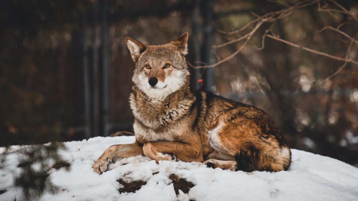  A red wold sitting in the snow. 