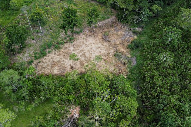 Encroaching on animal territory can heighten the risk of future pandemics. (Photo: LUIS ROBAYO via Getty Images)