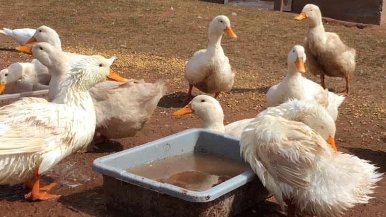 P.E.I. duck farm expanding to produce charcuterie