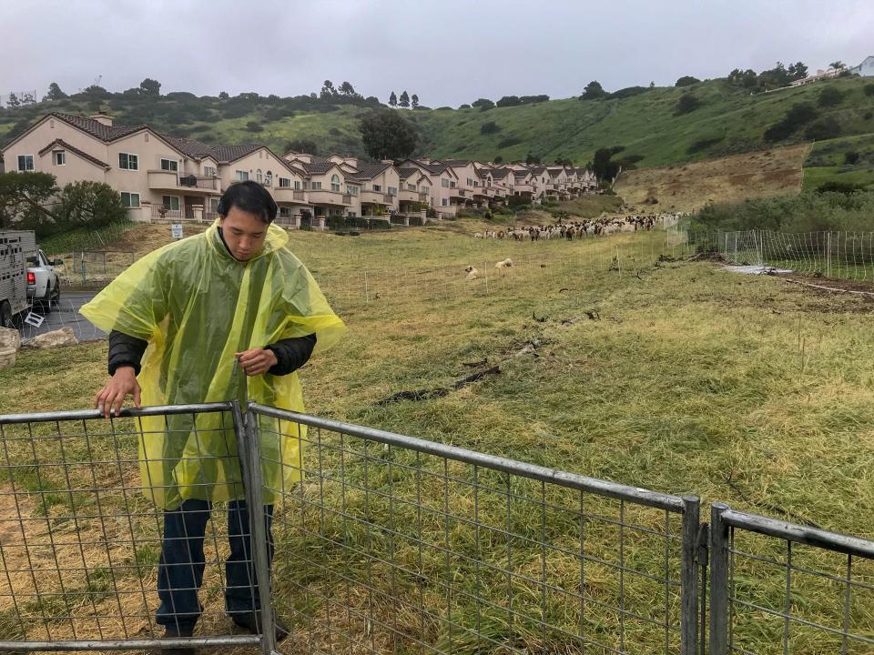 Michael Choi, the owner of Fire Grazers Inc., adjusts a goat pen in Rancho Palos Verdes on a rainy day in March. The city paid Choi $100,000 for his goats to eat vegetation on about 60 acres over the course of three months. The goats reduce fire risks around homes. 