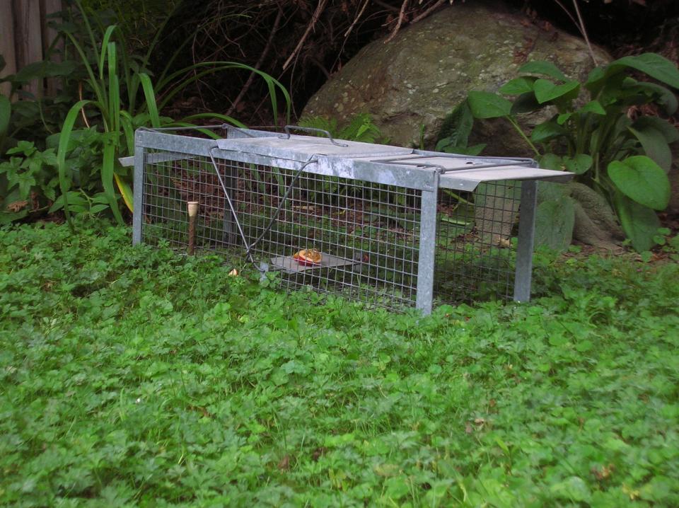 While trapping and releasing wild animals elsewhere seems like the humane thing to do, it is discouraged for a number of reasons. Relocating an animal may not only give someone else a nuisance problem, but spreads diseases, such as rabies and distemper, Lyme disease and West Nile virus. Handling wildlife may also put you at risk for disease.