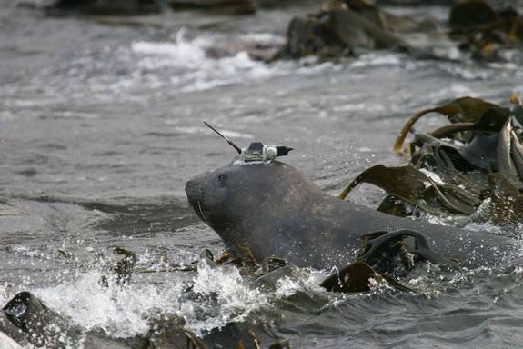 The researchers analyzed a total of 3,386 dives. They deduced that seals found good areas to forage based on how fast they ascended from and dove back to those areas