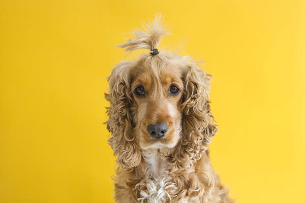 Desde la alimentación hasta el aseo, hay varios factores que influirían en el pelaje de tu perro. Foto: Candice Joelle Wordley/EyeEm/Getty Images