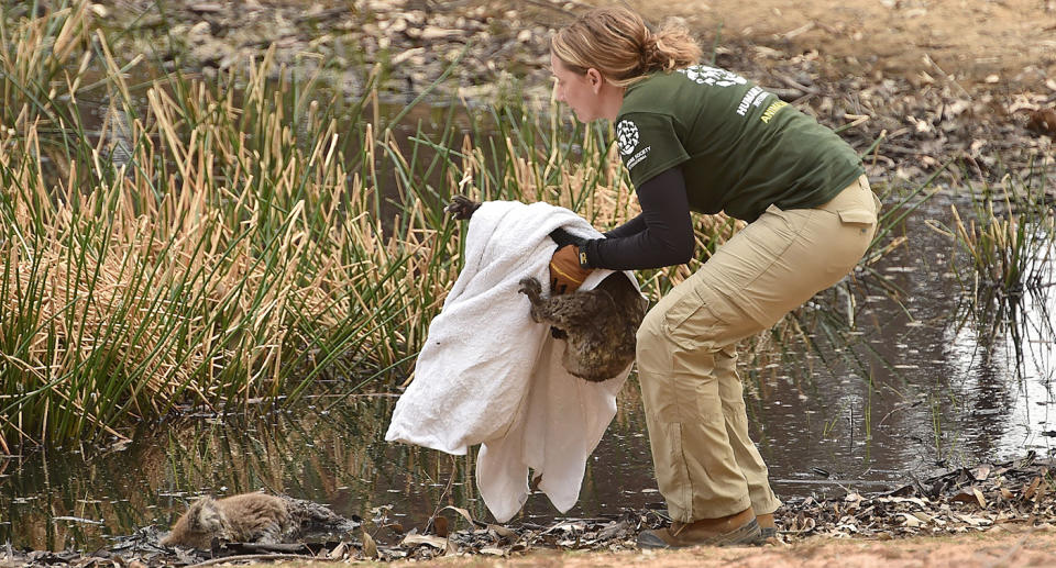 Humane Society International disaster response expert Kelly Donithan rescues a surviving koala from the Kangaroo Island fires