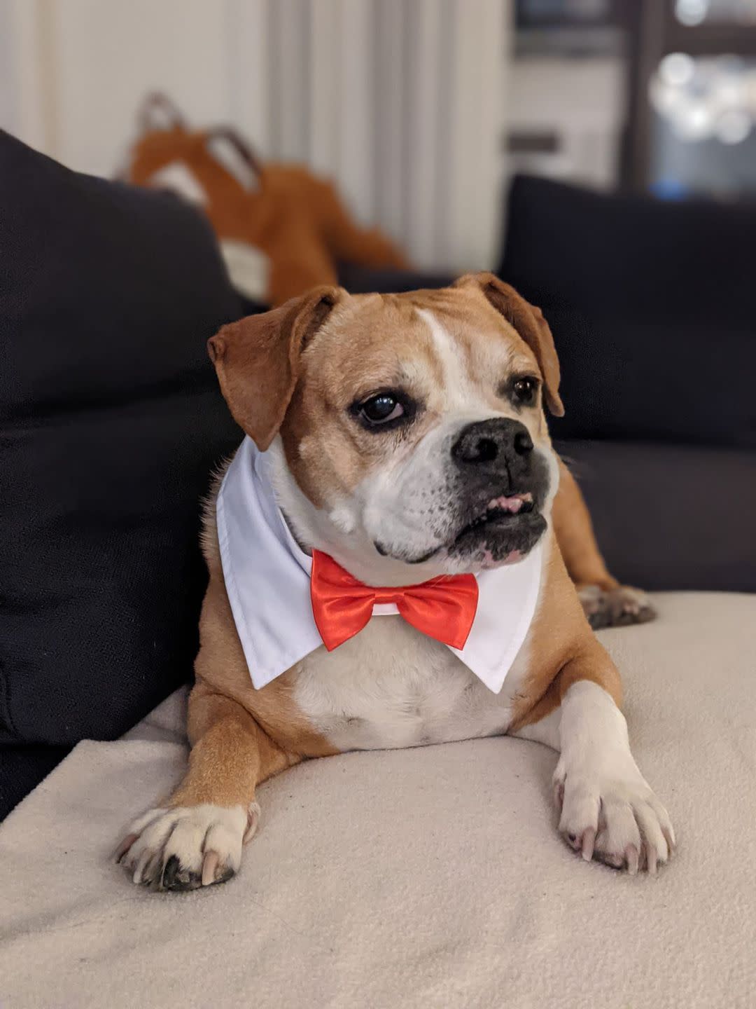 a dog wearing a bow tie
