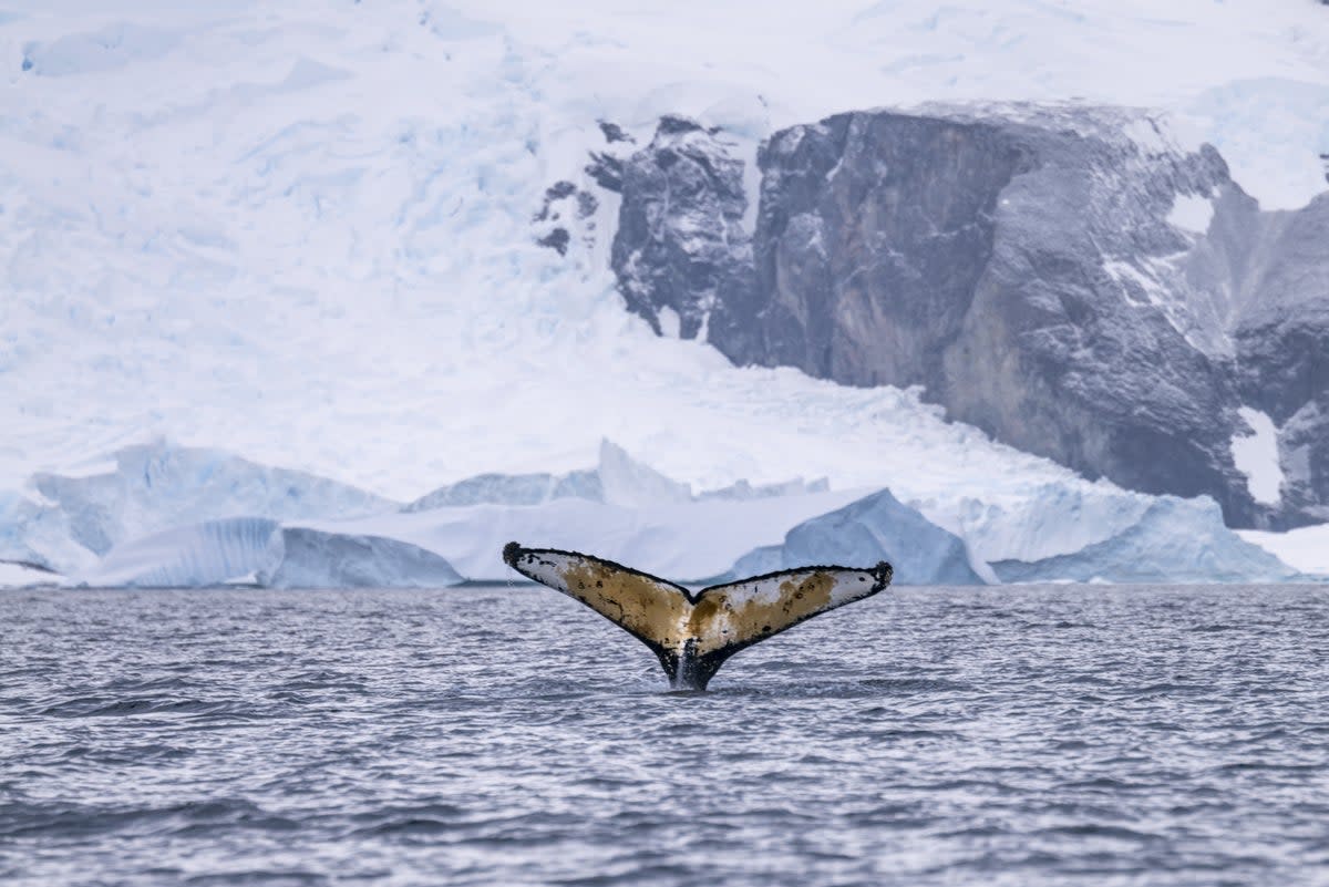 The study of whales is not an easy business (Ted Grambeau for Intrepid Travel. Imagery collected under scientific permits: NMFS #23095, ACA # 021-006.)