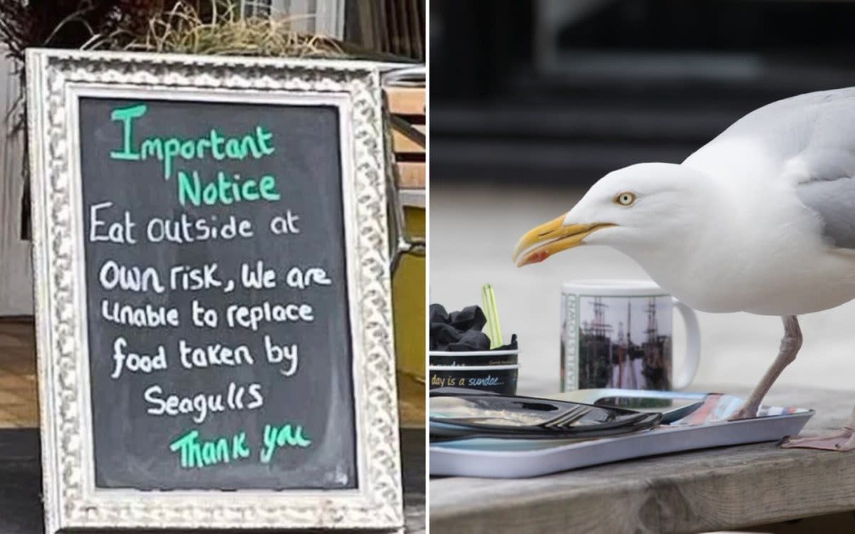 The Lemon Tree in the resort town of Llandudno, North Wales, is popular with seagulls