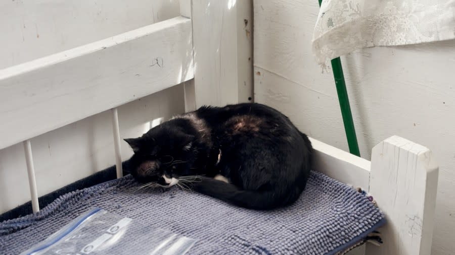 Villarreal responded to call for service of an injured cat found on a southern Colorado porch.