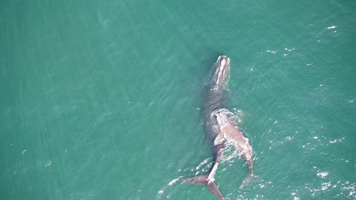Mother and calf together in spring 2023 in Cape Cod, Mass. The calf was killed by a ship, according to necropsy results released Friday evening. (New England Aquarium/Woods Hole Oceanographic Institution, taken under NOAA permit #21371 - image credit)