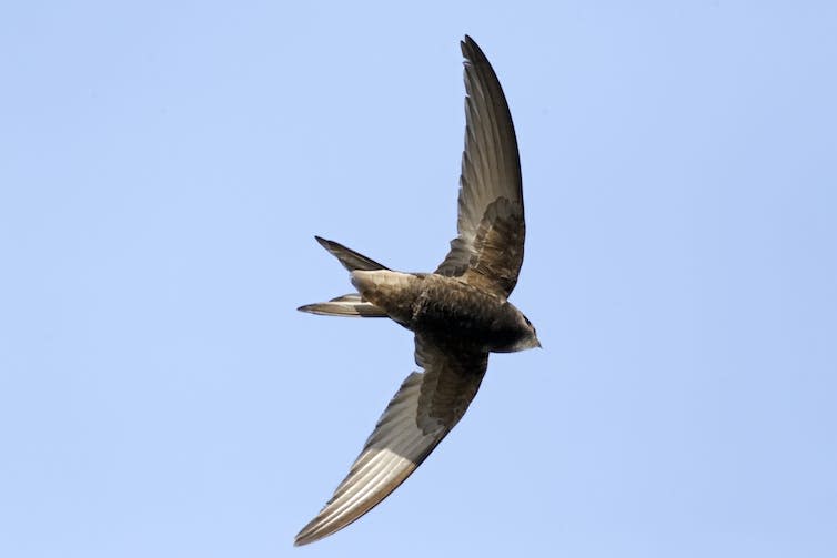 A swift in the blue sky.