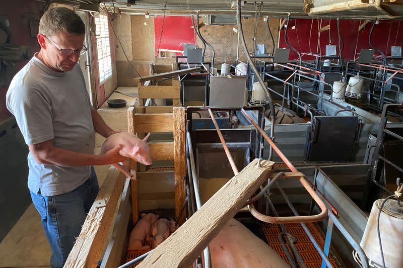 Farmer Ron Mueller checks a piglet on his farm in Cropsey