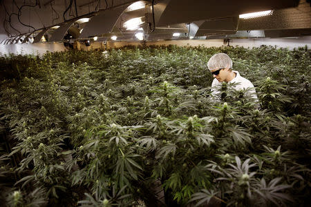 FILE PHOTO: Master Grower Ryan Douglas waters marijuana plants in a growing room at Tweed Marijuana Inc in Smith's Falls, Ontario, February 20, 2014. REUTERS/Blair Gable/File Photo