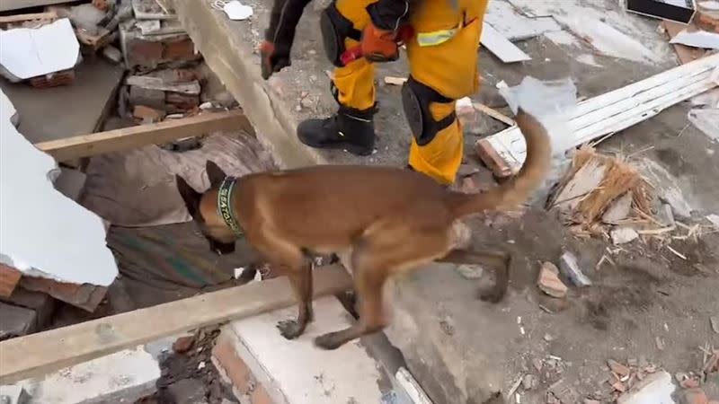 台灣搜救犬被譽為「汪英雄」，協助救援行動功不可沒。（圖／翻攝自臺北市搜救隊臉書）