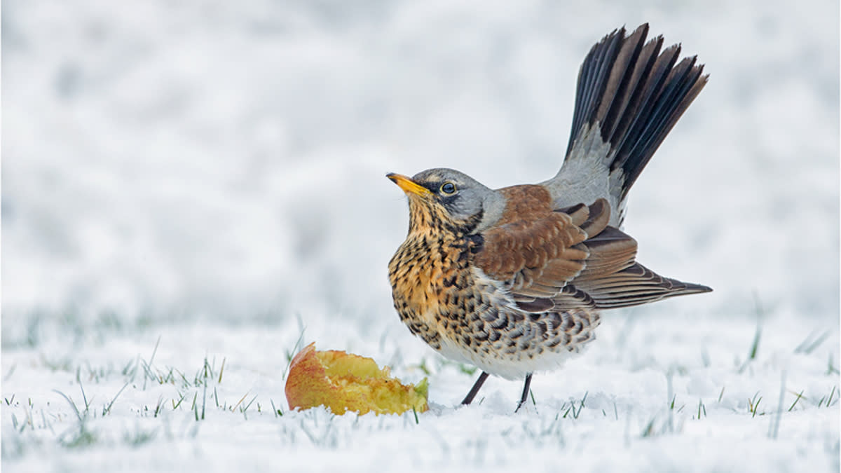  Fieldfare - overall winner of  SINWP Bird Photographer of the Year 2023. 