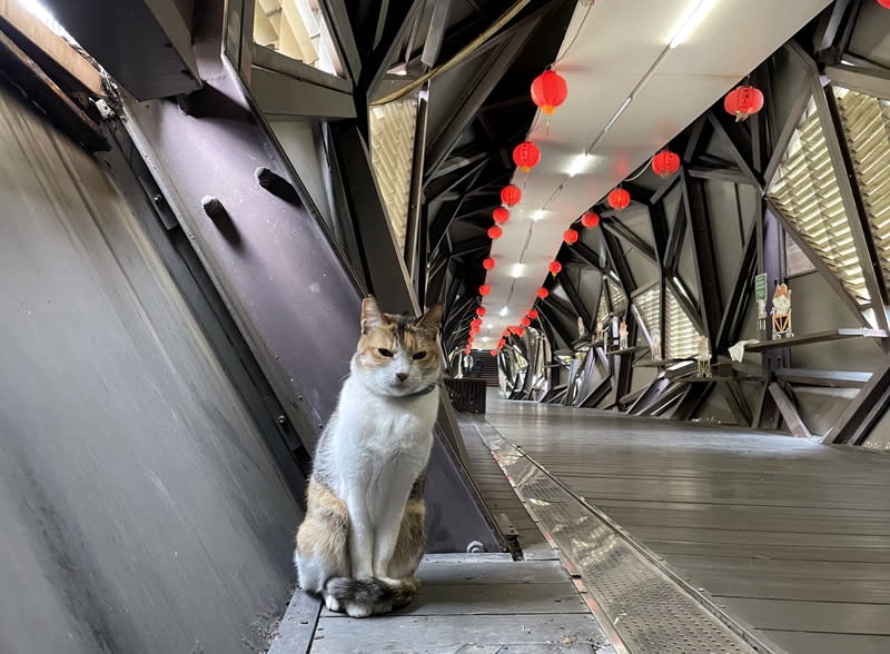 新北猴硐為知名「貓村」（2） 新北市瑞芳區猴硐貓村為知名旅遊景點，也是許多喵 星人天堂，當地「貓橋」是往返貓村的重要通道，造 型結合當地煤礦、貓及隧道意象，不時可見貓咪往來 穿梭。 （新北市觀旅局提供） 中央社記者黃旭昇新北市傳真  113年3月15日 