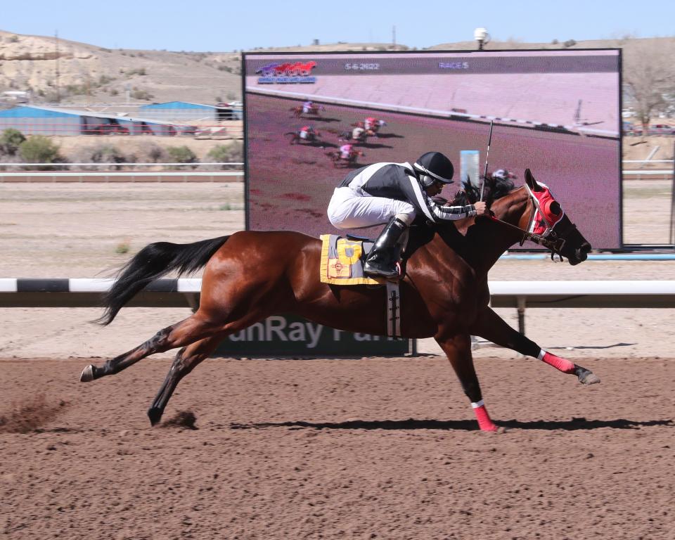 Sheza Ahotmess, shown here under jockey Gerardo Vera winning a trial race on Friday, May 6, 2022 for the New Mexico Breeders' Futurity, earned the fastest final time when she crossed the finish line in a time of 17.46 seconds for 350 yards.