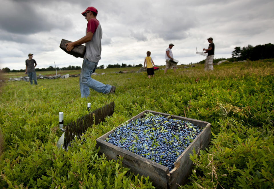 FILE - Workers harvest wild blueberries at the Ridgeberry Farm Friday, July 27, 2012, in Appleton, Maine. The nation's production of wild blueberries slipped a bit last year as some growers contended with drought. Maine is the only state in the U.S. where the blueberries are harvested commercially. (AP Photo/Robert F. Bukaty, File)