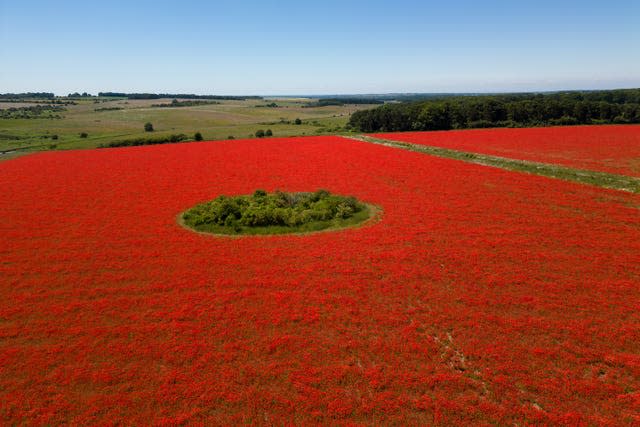 A field of poppies in flower in Great Massingham, Norfolk