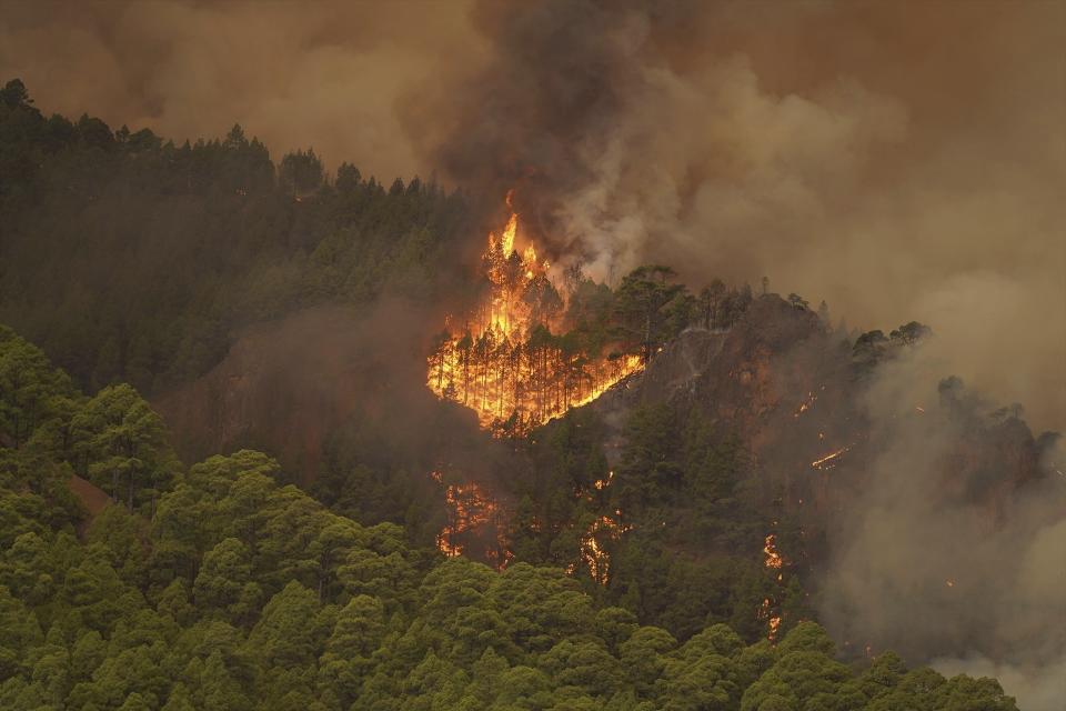 The flames advance through the forest near the town of El Rosario, as wildfire continues to burn on Tenerife, Canary Islands, Wednesday, Aug. 16, 2023. An out-of-control wildfire on the Spanish Canary island of Tenerife has burned some 2,600 hectares (6,400 acres) of land and forced the evacuation of some 300 people from several small towns, Canary Islands regional president Fernando Clavijo said Thursday. (Europa Press via AP)