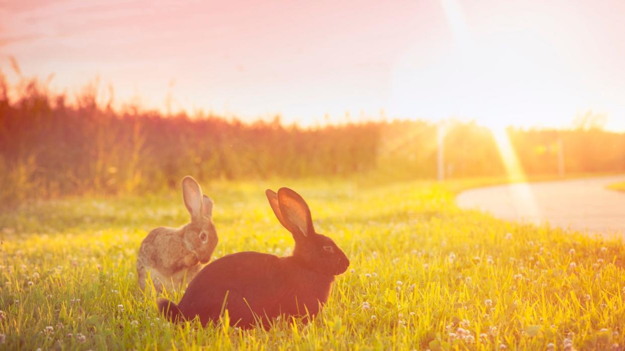  Two rabbits sitting on grass in the sunshine. 