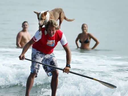 Swimmers watch on as Australian dog trainer and former surfing champion Chris de Aboitiz rides a wave with his dog Rama atop his shoulder off Sydney's Palm Beach, February 18, 2016. REUTERS/Jason Reed