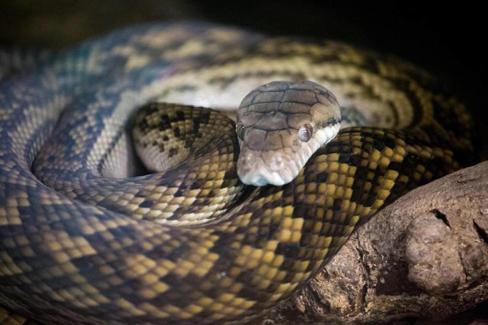 A Scrub Python (Simalia amethistina) coiled up on the ground. It is one of the six largest snakes in the world and is endemic to Australia and New Guinea.