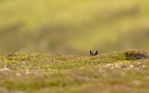 The Cairngorms is an excellent national park for wildlife - Credit: iStock