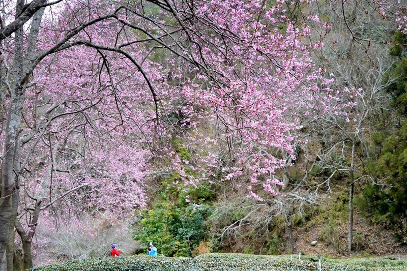 武陵農場櫻花已盛開，兆豐茶園區步道下方的櫻花秘境(圖下)，已開花2成，預估下周是最佳賞櫻時機。(圖／翻攝自武陵農場臉書)