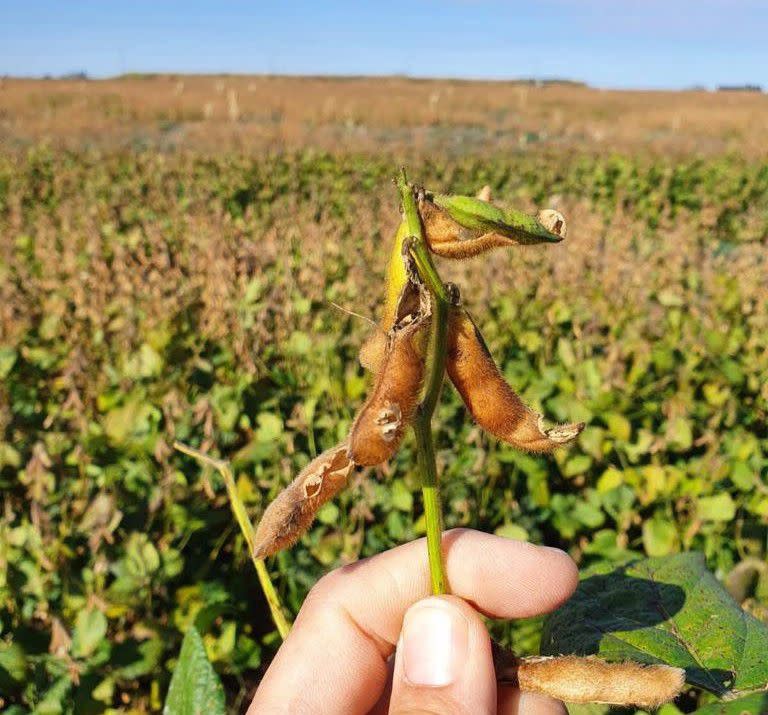 La sequía afectó a la producción