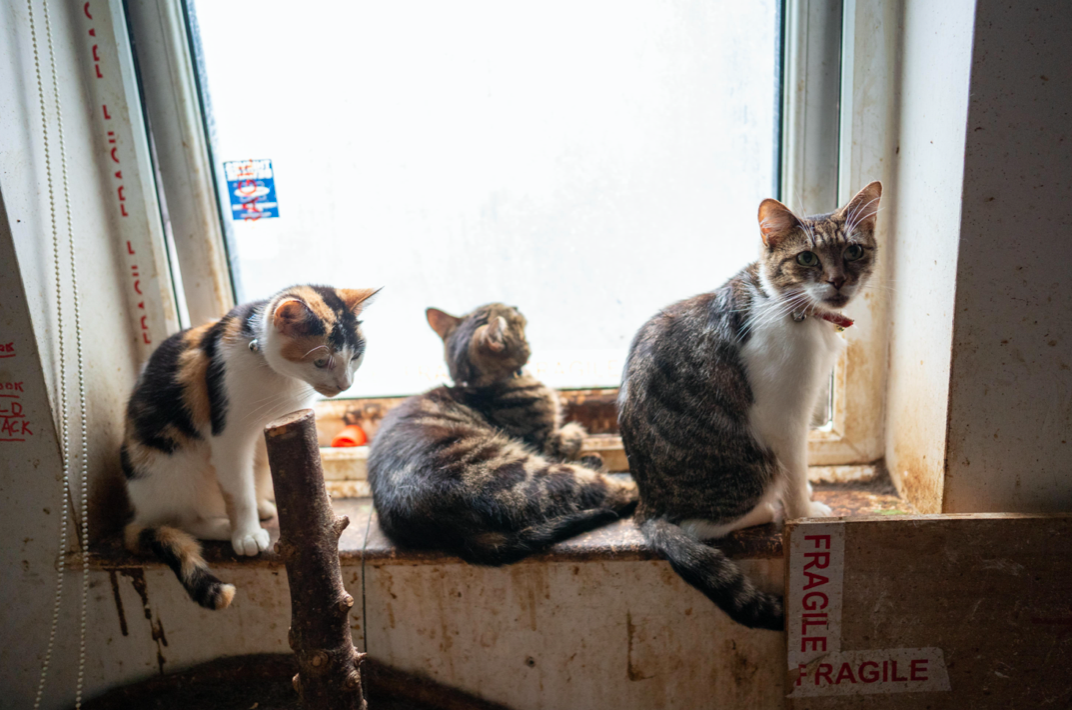 Ian 'Catmando' regularly walks up to 15 cats down the street at a time. (SWNS)