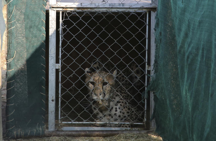 A cheetah lies inside a transport cage at the Cheetah Conservation Fund (CCF) in Otjiwarongo, Namibia, Friday, Sept. 16, 2022. The CCF will travel to India this week to deliver eight wild cheetahs to the Kuno National Park in India. (AP Photo/Dirk Heinrich)