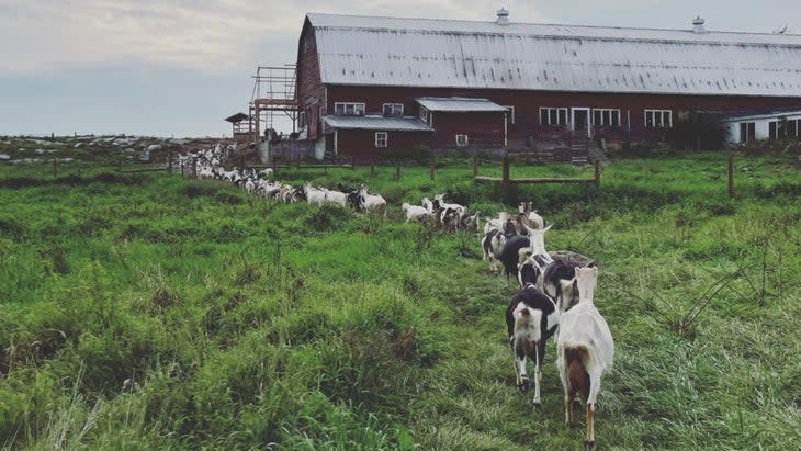 A herd of dozens of goats making their way across a grassy field in a line to a big red barn