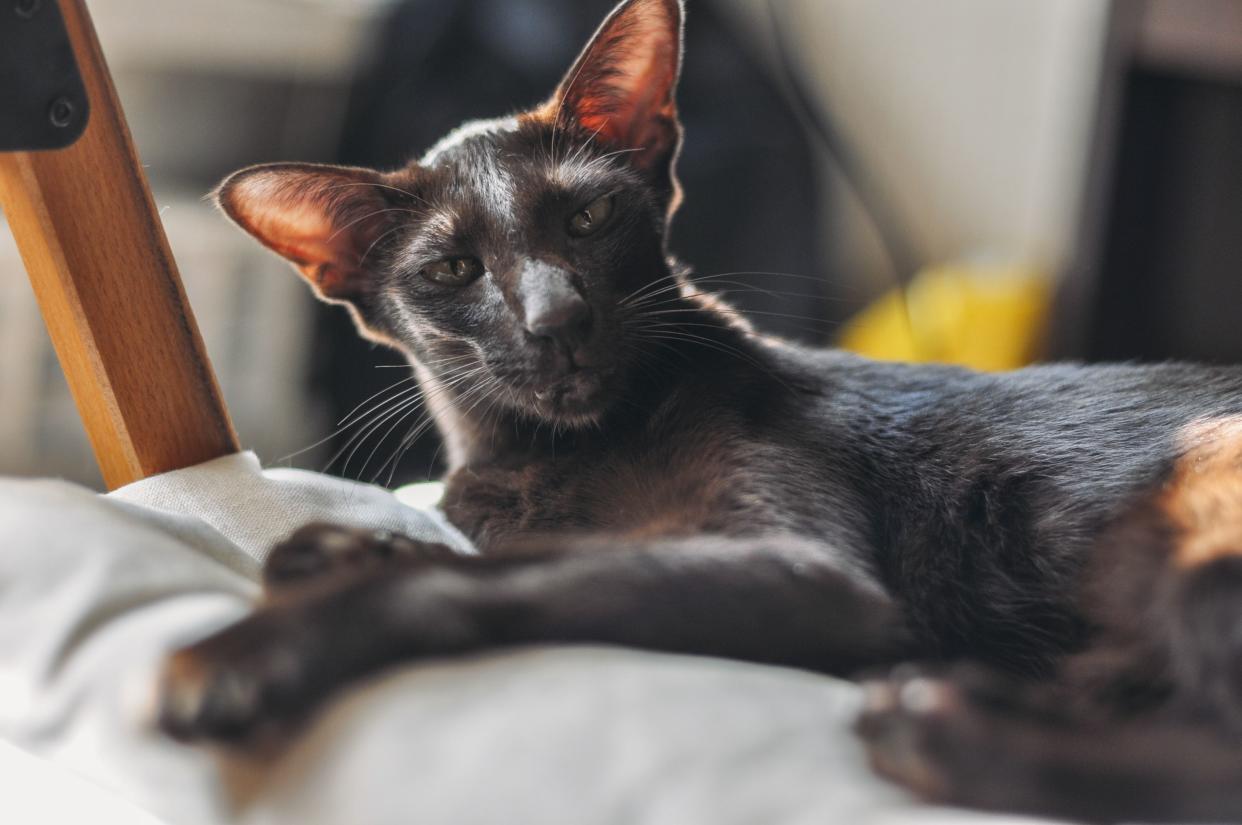 A black Oriental Shorthair cat laying on a white blanket, selective focus, looking at the camera, surrounded by a blurred background of household items in a living room