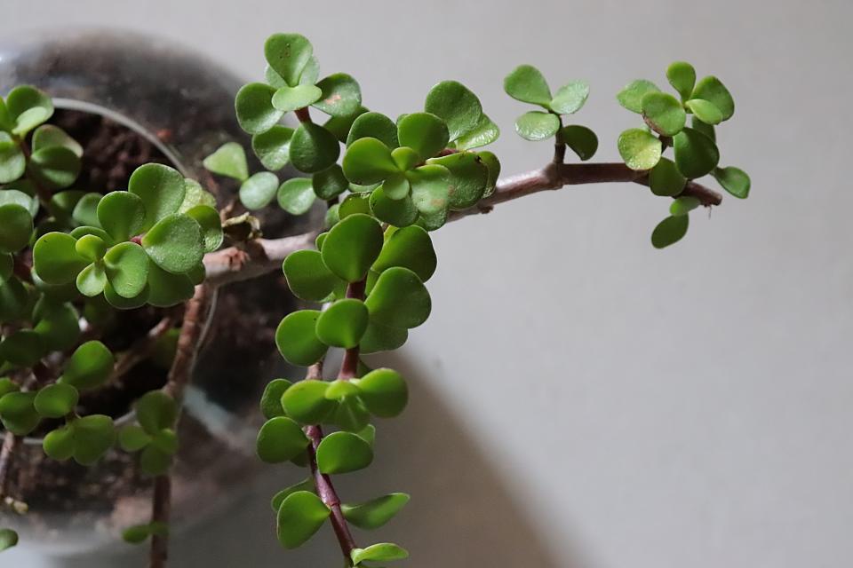 jade plant in a grey pot against a light background