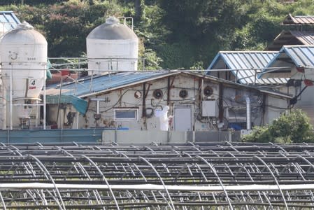 A quarantine official wearing protective prepares to bury pigs at a pig farm involved in African swine fever in Paju